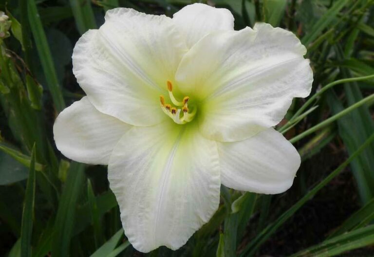 HEMEROCALLIS HYBRIDE ‘WHITE TEMPTATION’ - Guido Van de Steen