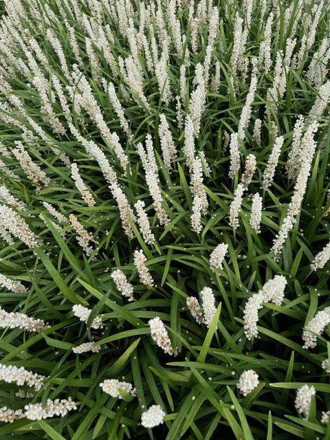 LIRIOPE MUSCARI ‘MONROE WHITE’