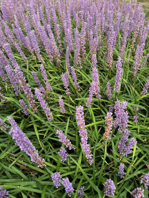 LIRIOPE MUSCARI ‘INGWERSEN’