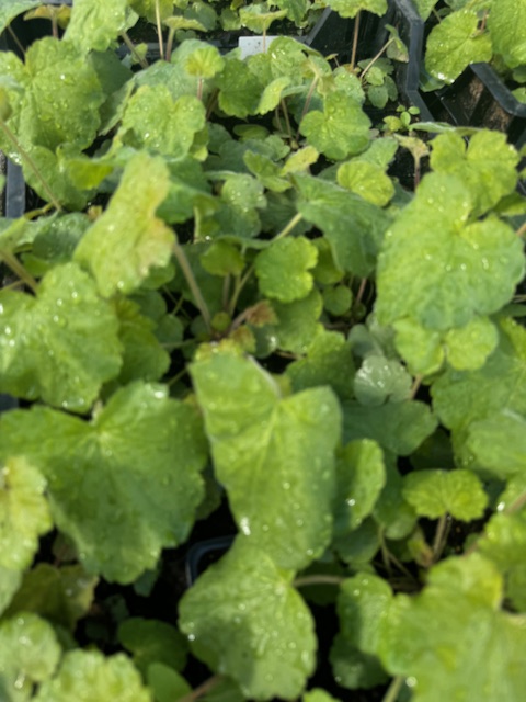 HEUCHERA VILLOSA ‘MACRORRHIZA’