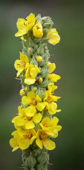 VERBASCUM THAPSUS