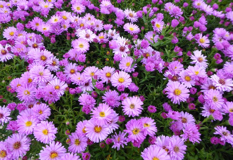 ASTER DUMOSUS ‘ROSENWICHTEL’