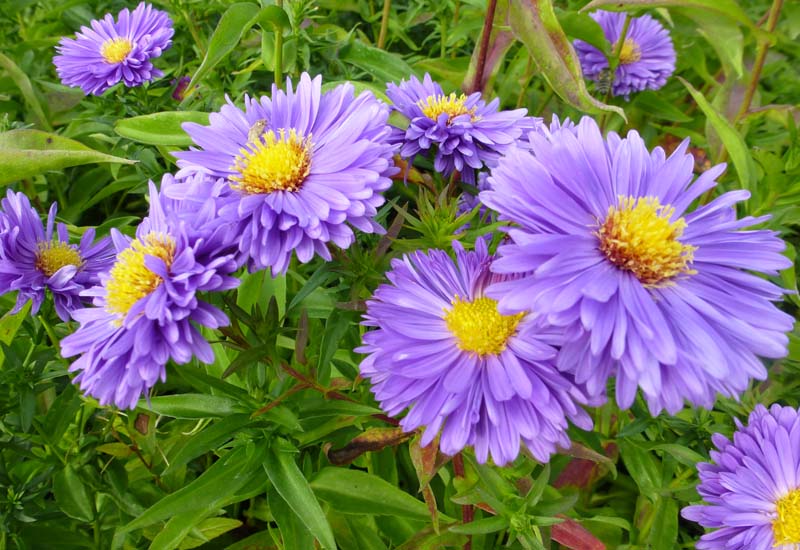 ASTER NOVI-BELGII ‘EVENTIDE’