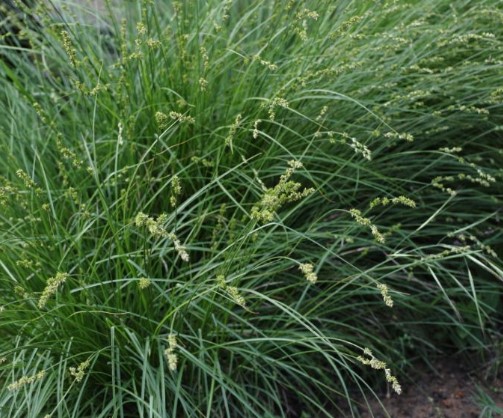 CAREX DIVULSA