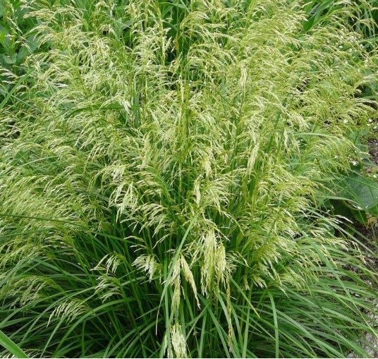 DESCHAMPSIA CESPITOSA ‘PALAVA’