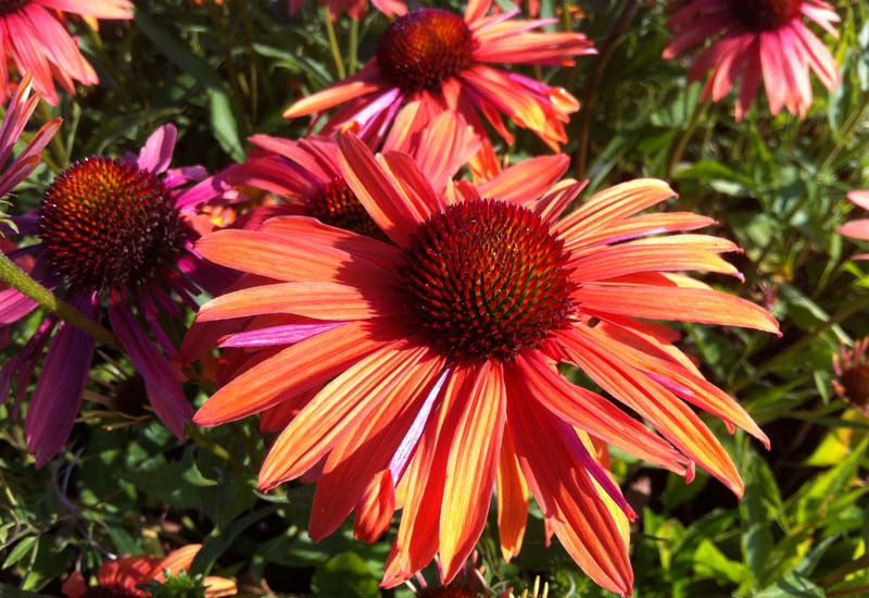 ECHINACEA PURPUREA ‘ORANGE PASION’