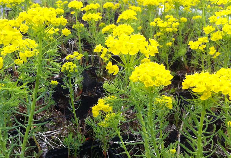 EUPHORBIA WALDSTEINII ‘BETTEN’