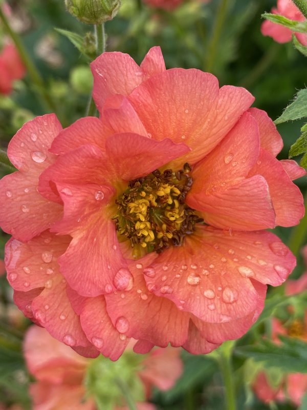 GEUM HYBRIDE ‘CORAL TEMPEST’