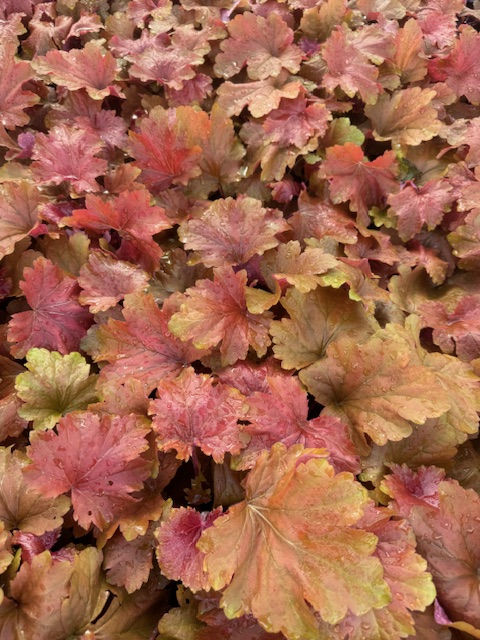 HEUCHERA HYBRIDE ‘BLOODY DINOSAUR’