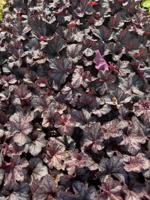 HEUCHERA HYBRIDE ‘GRANDE BLACK’