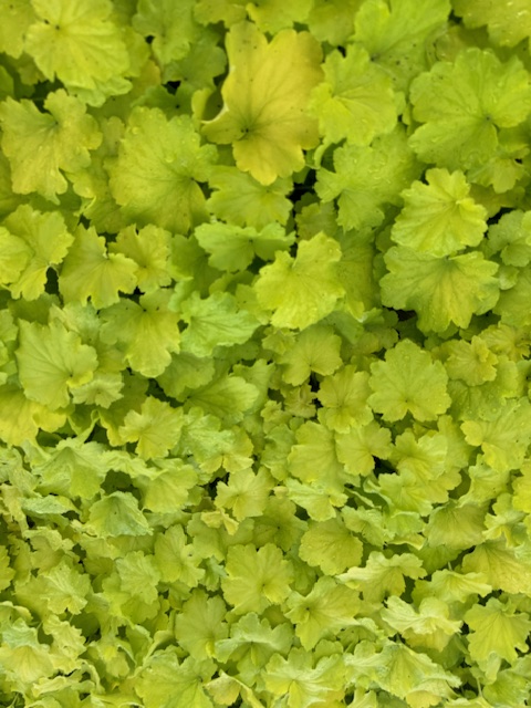 HEUCHERA HYBRIDE ‘LEMON DINOSAUR’