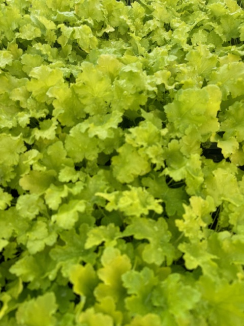 HEUCHERA HYBRIDE ‘LIME RUFFLES’