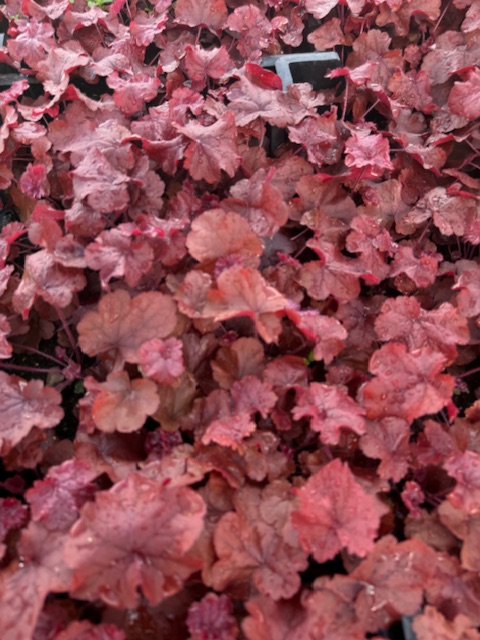 HEUCHERA HYBRIDE ‘NORTHERN EXPOSURE RED’