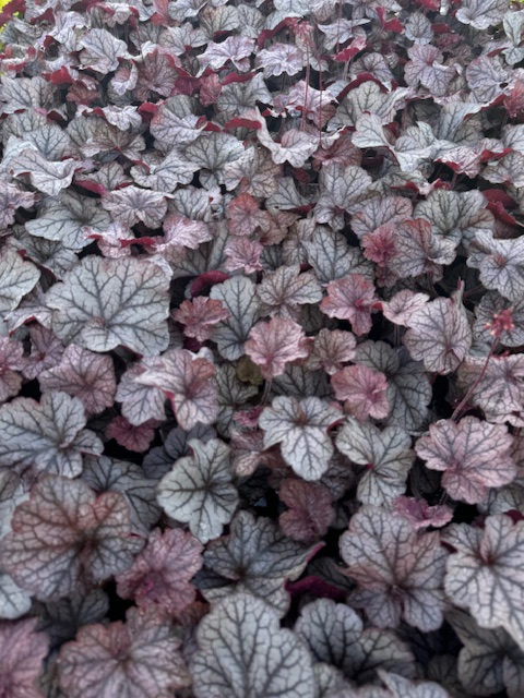 HEUCHERA HYBRIDE ‘NORTHERN EXPOSURE SILVER’