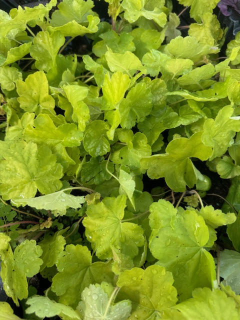 HEUCHERA HYBRIDE ‘NORTHERN EXPOSURE LIME’