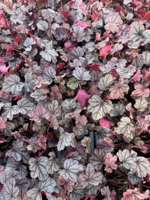 HEUCHERA HYBRIDE ‘SUGAR BERRY’