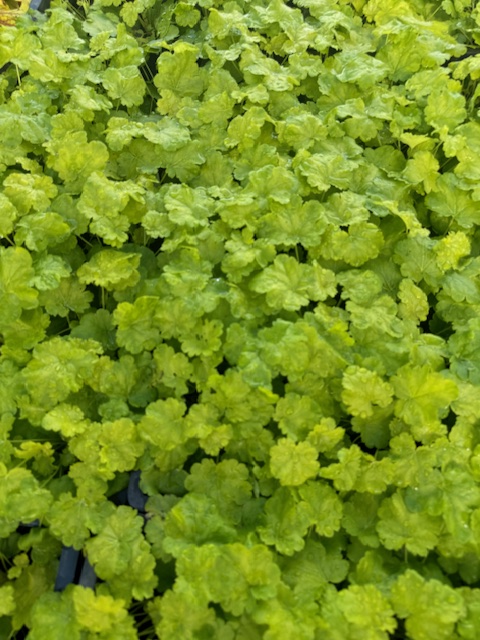 HEUCHERA HYBRIDE ‘SWEET TART’