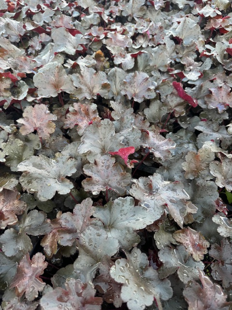 HEUCHERA HYBRIDE ‘GRO FAST BLACK’