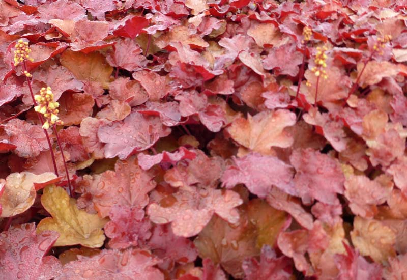 HEUCHERA HYBRIDE ‘LITTLE CUTIES BLONDIE’