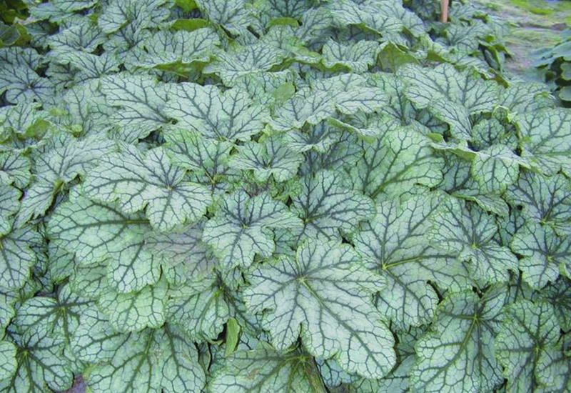 HEUCHERA HYBRIDE ‘VENUS’