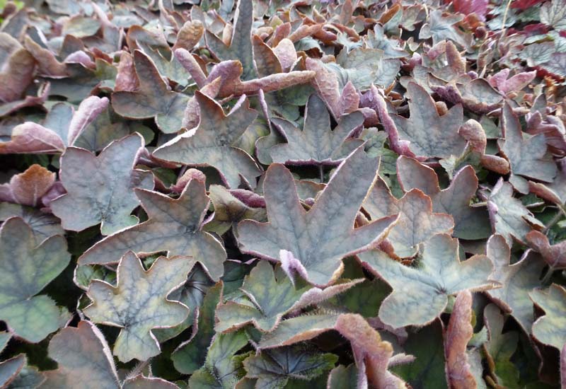 HEUCHERELLA HYBRIDE ‘ART DECO’