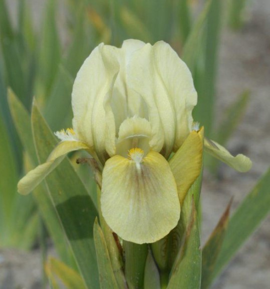 IRIS PUMILA ‘GREEN SPOT’