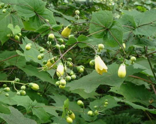 KIRENGESHOMA PALMATA ‘BLACK STYLE’