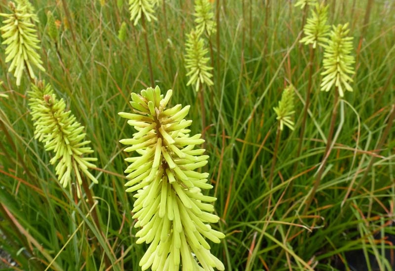 KNIPHOFIA HYBRIDE ‘GREEN JADE’