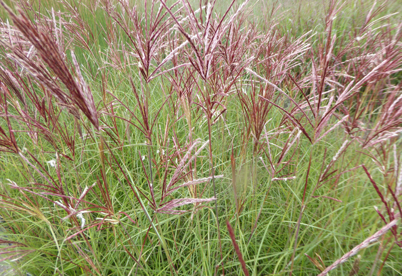 MISCANTHUS SINENSIS ‘RED CHIEF’