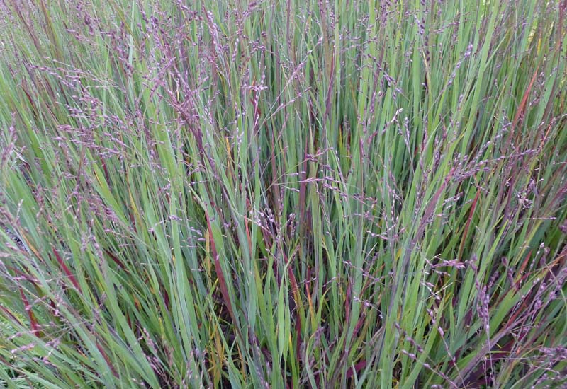 PANICUM VIRGATUM ‘CARDINAL’