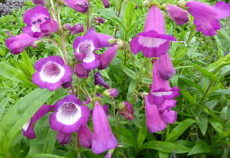 PENSTEMON HYBRIDE ‘PURPLE PASSION’