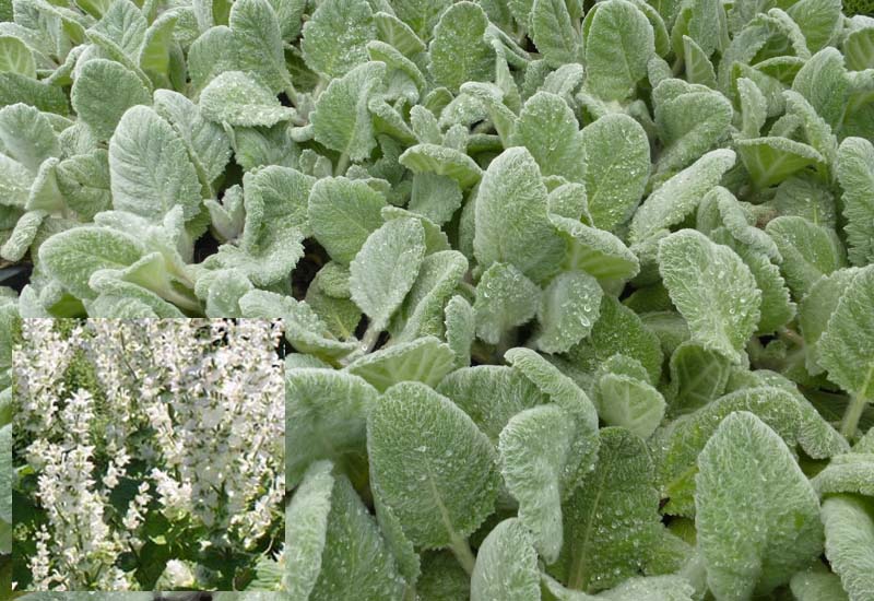 SALVIA ARGENTEA