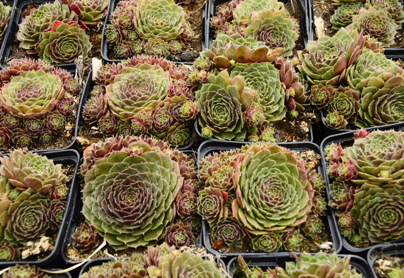 SEMPERVIVUM HYBRIDE ‘GRANAT’