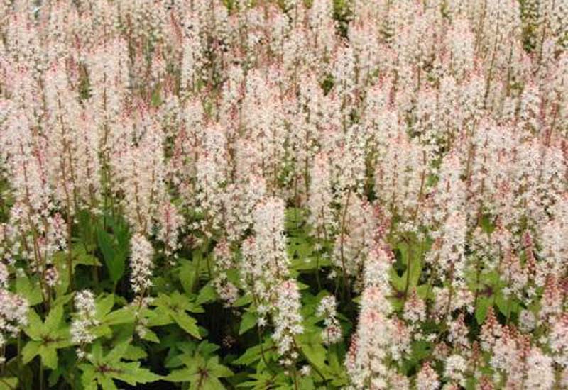 TIARELLA HYBRIDE ‘PINK BOUQUET’