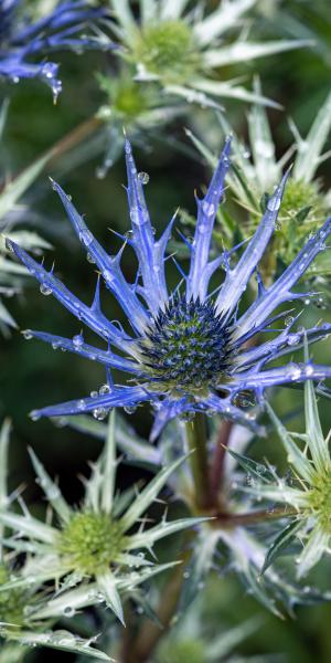 ERYNGIUM BOURGATII ‘LAPIS BLUE’