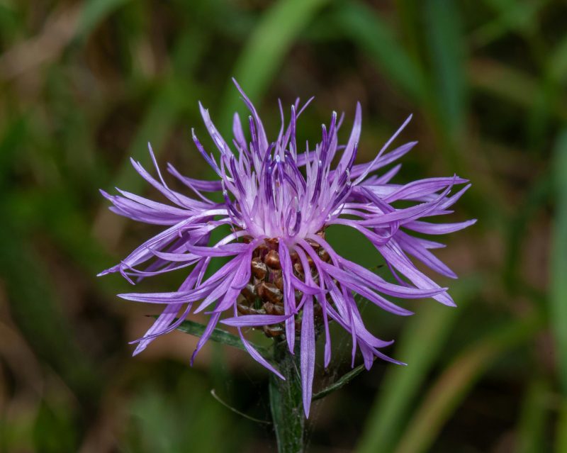 CENTAUREA ‘JACEA’